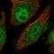 Lengsin antibody, NBP2-58511, Novus Biologicals, Immunocytochemistry image 