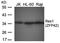 ZFP42 Zinc Finger Protein antibody, orb69634, Biorbyt, Western Blot image 