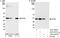 PHD Finger Protein 6 antibody, A301-450A, Bethyl Labs, Immunoprecipitation image 