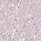 Coiled-Coil Domain Containing 138 antibody, HPA054223, Atlas Antibodies, Immunohistochemistry frozen image 