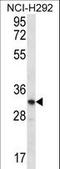 Olfactory Receptor Family 51 Subfamily L Member 1 antibody, LS-C163213, Lifespan Biosciences, Western Blot image 