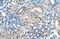 FKBP Prolyl Isomerase 6 antibody, 29-825, ProSci, Enzyme Linked Immunosorbent Assay image 