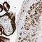 Leucine Rich Repeat Containing 59 antibody, NBP1-93953, Novus Biologicals, Immunohistochemistry frozen image 