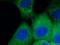 CD63 Molecule antibody, 25682-1-AP, Proteintech Group, Immunofluorescence image 