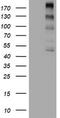 ALK Receptor Tyrosine Kinase antibody, TA800739BM, Origene, Western Blot image 