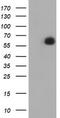 Amidophosphoribosyltransferase antibody, TA504457, Origene, Western Blot image 