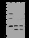 Proteasome subunit beta type-6 antibody, 200793-T44, Sino Biological, Western Blot image 