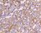 Transferrin Receptor antibody, NBP2-67189, Novus Biologicals, Immunohistochemistry paraffin image 
