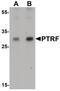 Serum deprivation-response protein antibody, PA5-34521, Invitrogen Antibodies, Western Blot image 
