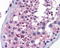 Protein Wnt-10a antibody, TA344080, Origene, Immunohistochemistry paraffin image 