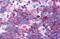 CD294 antibody, MBS243798, MyBioSource, Immunohistochemistry frozen image 