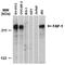 Protein Tyrosine Phosphatase Non-Receptor Type 13 antibody, TA336328, Origene, Western Blot image 