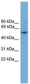 Cytochrome P450 Family 2 Subfamily A Member 7 antibody, TA346217, Origene, Western Blot image 