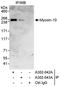 Myosin-10 antibody, A302-042A, Bethyl Labs, Immunoprecipitation image 