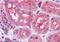 Prolyl endopeptidase antibody, orb19233, Biorbyt, Immunohistochemistry paraffin image 