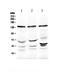 Exportin 5 antibody, A02900, Boster Biological Technology, Western Blot image 