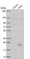 Phosphatidylinositol Glycan Anchor Biosynthesis Class H antibody, PA5-56802, Invitrogen Antibodies, Western Blot image 
