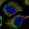 eIF4E antibody, HPA051311, Atlas Antibodies, Immunofluorescence image 