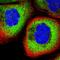 Ribosomal Protein L17 antibody, HPA043724, Atlas Antibodies, Immunofluorescence image 