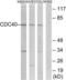 Cell Division Cycle 40 antibody, LS-C120242, Lifespan Biosciences, Western Blot image 