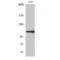 5'-3' Exoribonuclease 2 antibody, LS-C386682, Lifespan Biosciences, Western Blot image 
