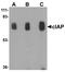 Baculoviral IAP Repeat Containing 2 antibody, NBP1-77193, Novus Biologicals, Western Blot image 