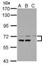 Cytoplasmic dynein 1 intermediate chain 1 antibody, NBP2-16202, Novus Biologicals, Western Blot image 
