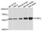 Polypyrimidine Tract Binding Protein 2 antibody, orb373334, Biorbyt, Western Blot image 