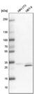 Serine/threonine-protein phosphatase PGAM5, mitochondrial antibody, PA5-57895, Invitrogen Antibodies, Western Blot image 