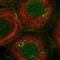 Deleted In Primary Ciliary Dyskinesia Homolog (Mouse) antibody, NBP1-87988, Novus Biologicals, Immunocytochemistry image 