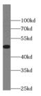 Paired box protein Pax-8 antibody, FNab06177, FineTest, Western Blot image 