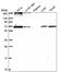 Ribophorin I antibody, PA5-65662, Invitrogen Antibodies, Western Blot image 
