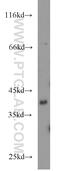 Branched-chain-amino-acid aminotransferase, mitochondrial antibody, 16417-1-AP, Proteintech Group, Western Blot image 