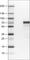 Myocyte-specific enhancer factor 2C antibody, AMAb90728, Atlas Antibodies, Western Blot image 