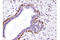 Integrin Subunit Beta 1 antibody, 34971S, Cell Signaling Technology, Immunohistochemistry paraffin image 