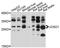Josephin Domain Containing 1 antibody, abx126024, Abbexa, Western Blot image 