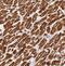 Microtubule-associated protein RP/EB family member 3 antibody, FNab02612, FineTest, Immunohistochemistry frozen image 