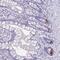 LYR Motif Containing 2 antibody, PA5-64141, Invitrogen Antibodies, Immunohistochemistry frozen image 