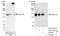 Chromatin Assembly Factor 1 Subunit A antibody, A301-481A, Bethyl Labs, Immunoprecipitation image 