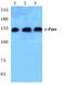 FMS antibody, AP01353PU-N, Origene, Western Blot image 