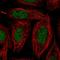Snail Family Transcriptional Repressor 1 antibody, HPA056831, Atlas Antibodies, Immunofluorescence image 