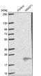 Membrane Magnesium Transporter 1 antibody, NBP1-90652, Novus Biologicals, Western Blot image 