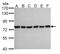 Heat Shock Protein Family A (Hsp70) Member 2 antibody, GTX109739, GeneTex, Western Blot image 