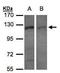 Exportin-7 antibody, TA308353, Origene, Western Blot image 