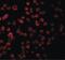 TLR11 antibody, PA5-20057, Invitrogen Antibodies, Immunofluorescence image 
