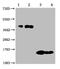 CD269 antibody, CSB-MA023974A0m, Cusabio, Western Blot image 