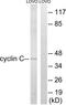 Cyclin-C antibody, TA313565, Origene, Western Blot image 