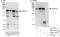 GRB10 Interacting GYF Protein 2 antibody, A303-732A, Bethyl Labs, Western Blot image 
