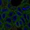 Vitamin K epoxide reductase complex subunit 1 antibody, PA5-60093, Invitrogen Antibodies, Immunofluorescence image 