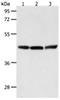 Relaxin Family Peptide/INSL5 Receptor 4 antibody, orb107611, Biorbyt, Western Blot image 